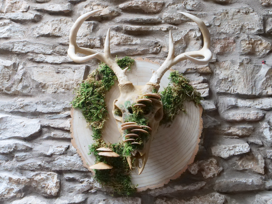 Vegan Faux Deer Skull Wall Decor & Mask