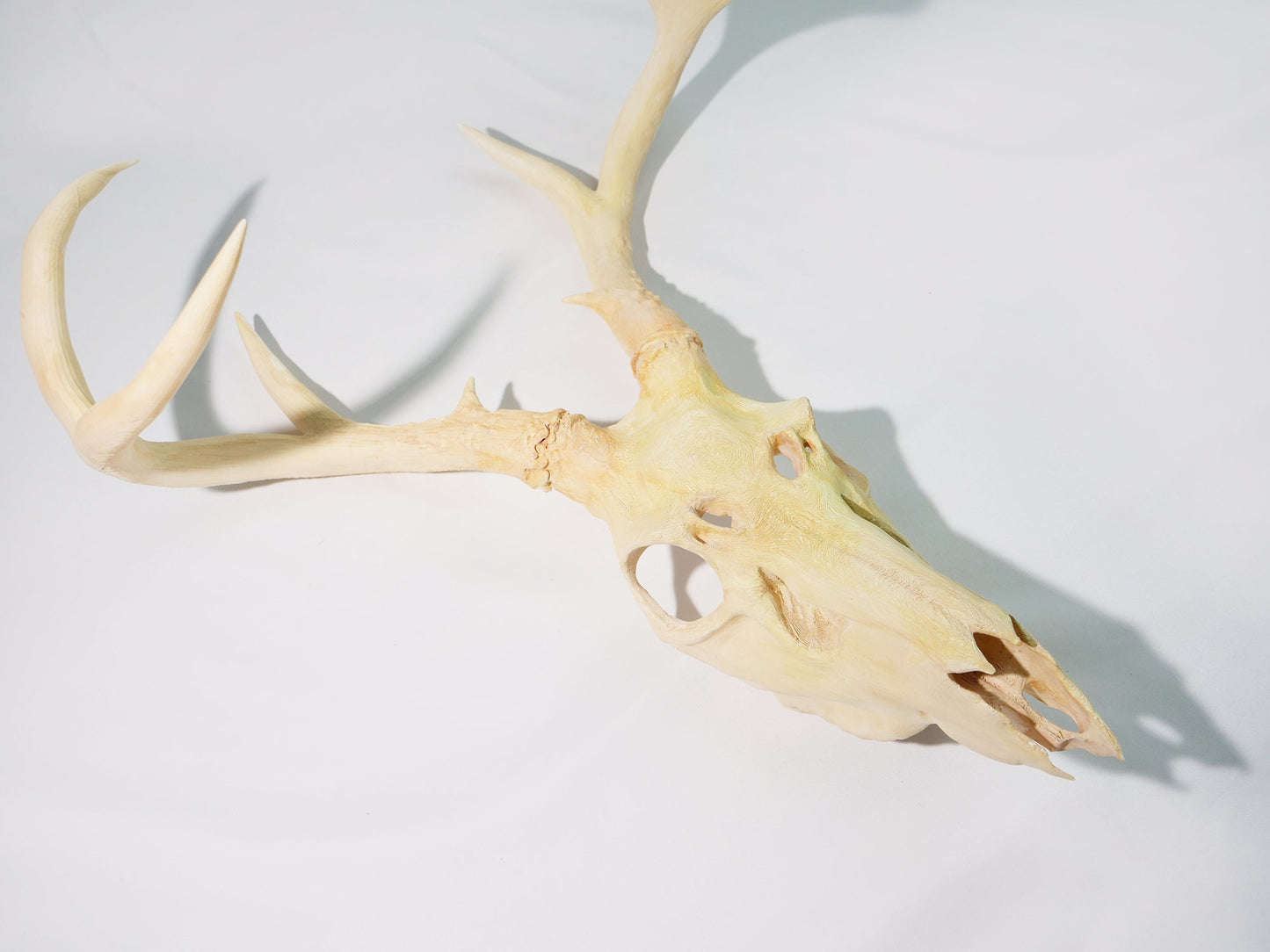 Recycled Faux Natural Deer Skull with Antlers