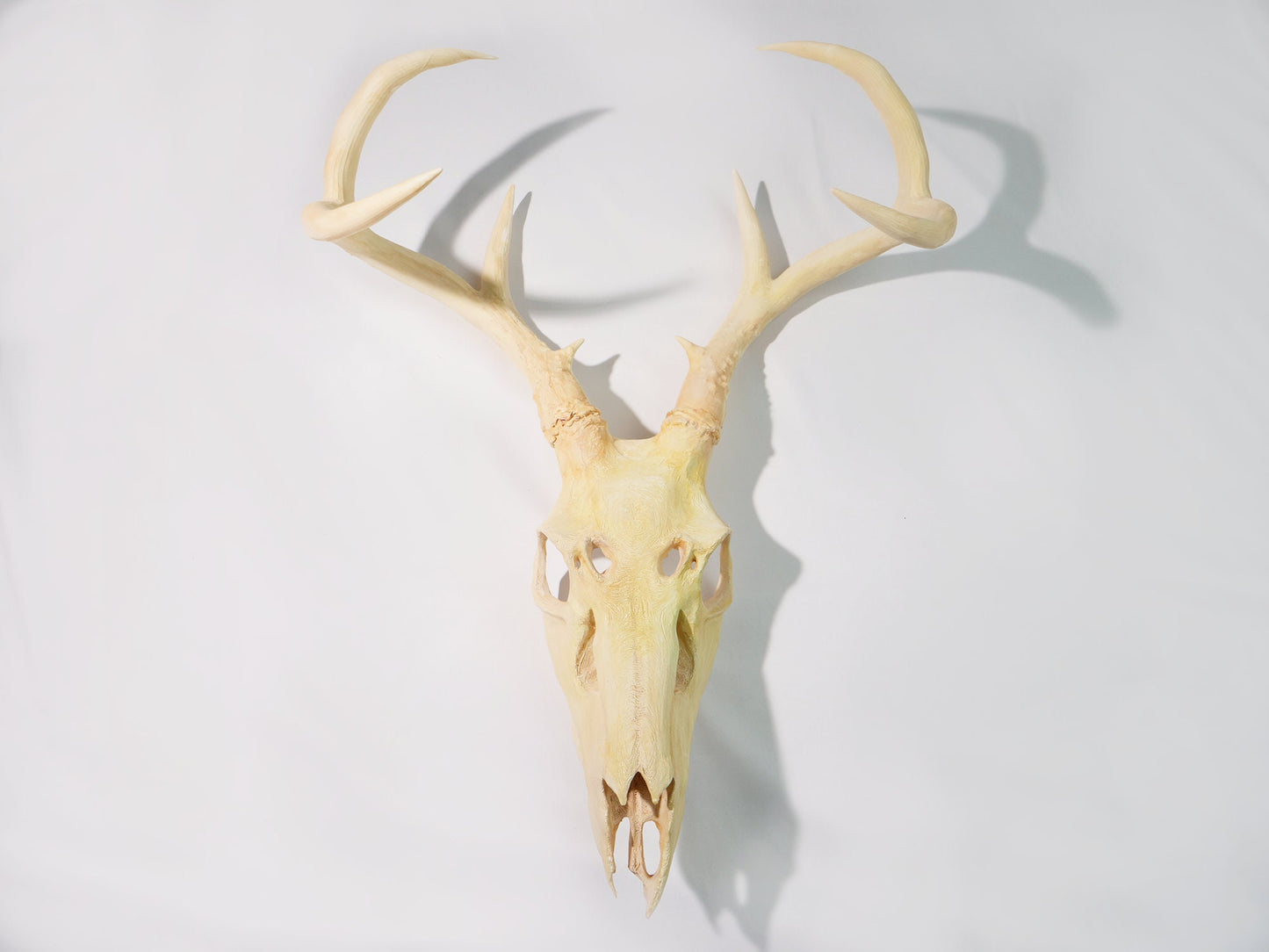 Recycled Faux Natural Deer Skull with Antlers