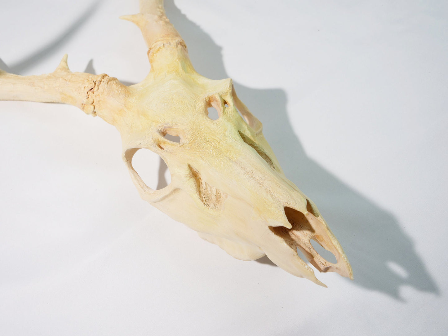 Recycled Faux Natural Deer Skull with Antlers