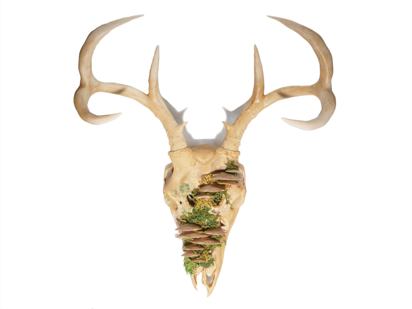 [Item 402: Cervid Effigy] — Faux Deer Skull Mask