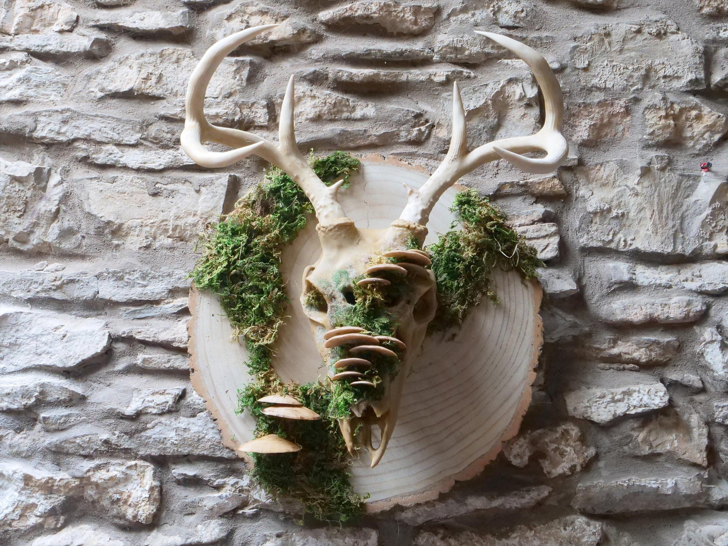 [Item 402: Cervid Effigy] — Faux Deer Skull Mask