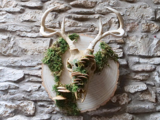 [Item 402: Cervid Effigy] — Faux Deer Skull Mask