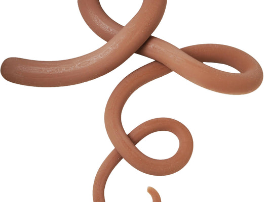 [Item 508: Tapeworm Specimen L-54] — 54-Inch Silicone Parasite Prop