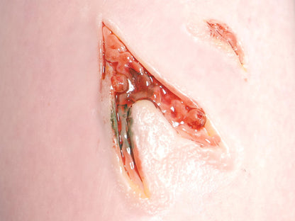 [Item 002: Laceration V-42] — Pre-Painted Gash Wound Prosthetic (Encapsulated Silicone)