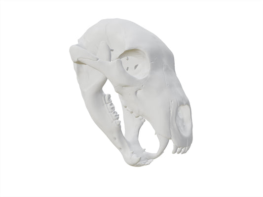 [Item 401: Relic Skull MK-I] — 3D Printed Beast Skull Mask
